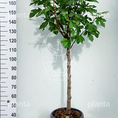 halfstamboom, stamomtrek 12-14 cm, in pot