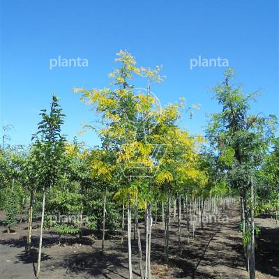hoogstamboom, stamomtrek 10-12 cm, wortelgoed