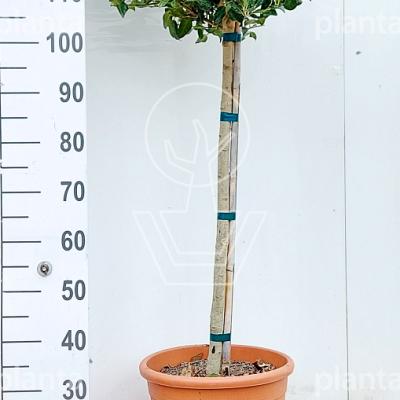 halfstamboom, bolvorm, kroondiameter 40-50 cm, pot 20 liter