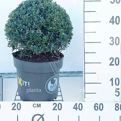 bol, diameter minimaal 35 cm, in pot