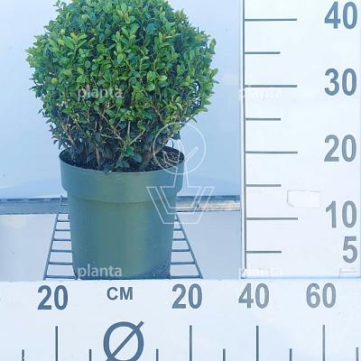 bol, diameter 25 cm, in pot