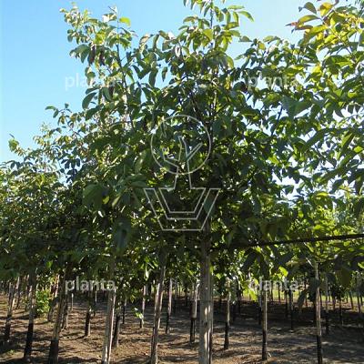 hoogstamboom, stamomtrek 18-20 cm, draadkluit