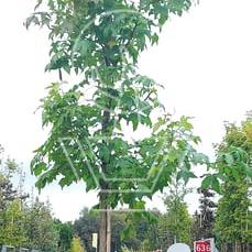 hoogstamboom, stamomtrek 14-16 cm, in pot