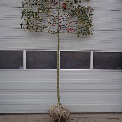 hoogstam leiboom, stamomtrek 16-18 cm, rek 180x120cm, draadkluit