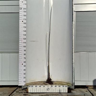 80-120cm hoog, 1jarig wortelgoed, per 25, prijs/stuk