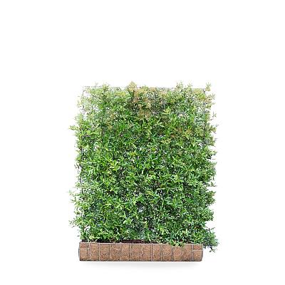 Mobilane kant en klaar haag, LxH 120x155cm, cocopeat 'pot'