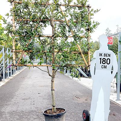 leiboom, stam 90 cm hoog, rek (BxH) 150 x 120 cm, in pot