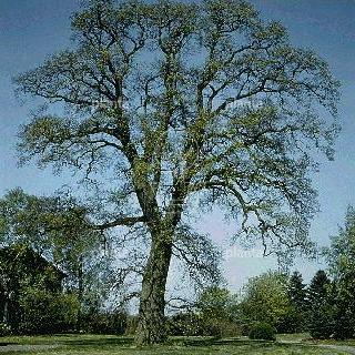 laag vertakte boom, stamomtrek 14-16 cm, wortelgoed
