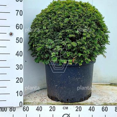 bol, diameter minimaal 65 cm, in pot