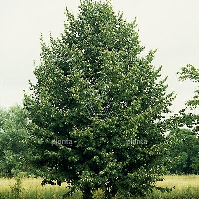 hoogstamboom, stamomtrek 12-14 cm, wortelgoed