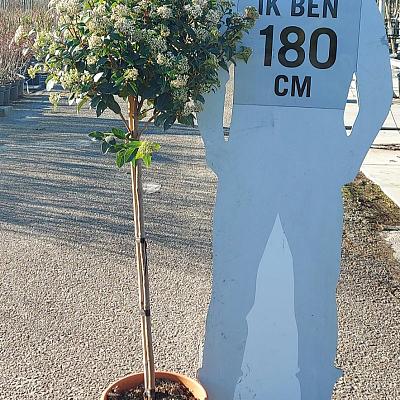 halfstamboom, bolvorm, kroondiameter 30-40cm, pot 20 liter