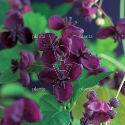 Akebia quinata