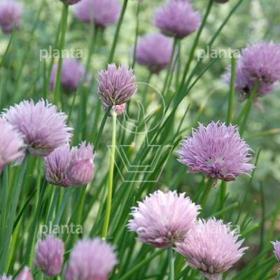 Allium schoenoprasum