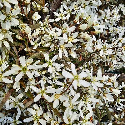 Amelanchier lamarckii