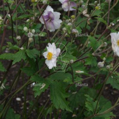 Anemone 'Dreaming Swan'