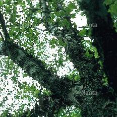 hoogstamboom, stamomtrek 16-18 cm, draadkluit