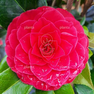 Camellia reticulata 'Black Lace'