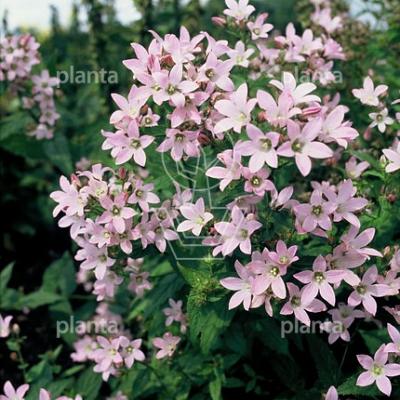 Campanula lactiflora 'Loddon Anna'