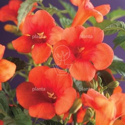 Campsis radicans