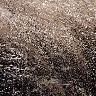 Carex buchananii