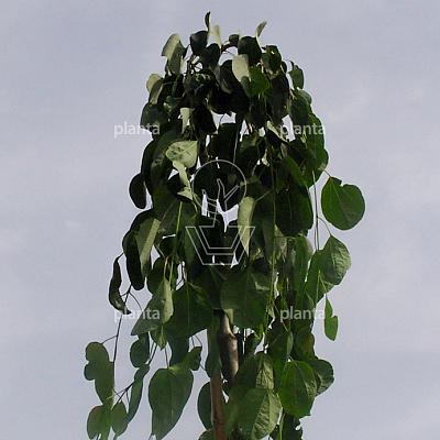 Cercidiphyllum japonicum 'Pendulum'