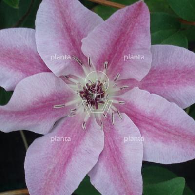 Clematis 'Capitaine Thuilleaux'