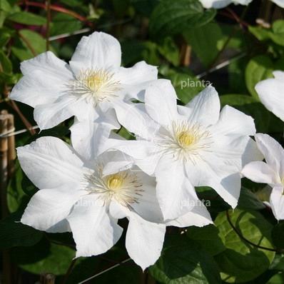 Clematis 'Mevrouw Le Coultre'