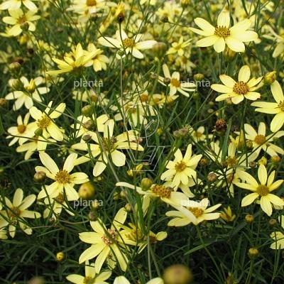 Coreopsis verticillata 'Moonbeam'