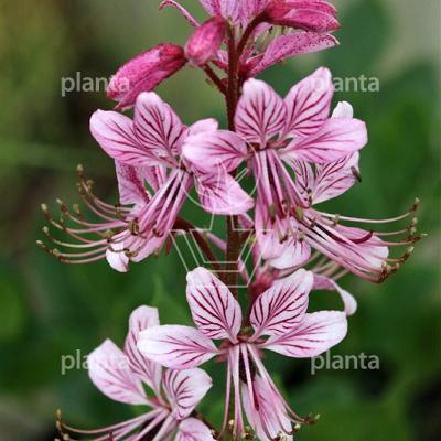 Dictamnus albus