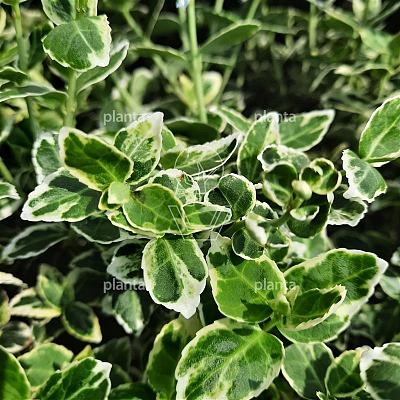 Euonymus fortunei 'Emerald Gaiety'