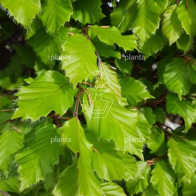 solitaire plant, 450 tot 500 cm hoog, in pot