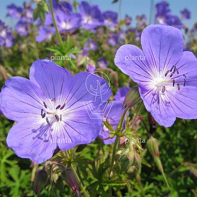Geranium 'Johnson's Blue'