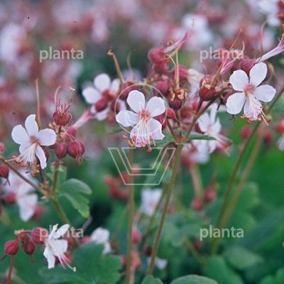 Geranium macrorrhizum 'Spessart'