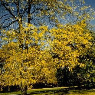 Gleditsia triacanthos