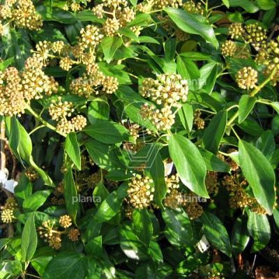 Hedera colchica 'Fall Favourite' (=Arborescens)