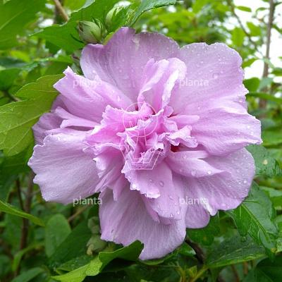 Hibiscus syriacus 'Ardens'