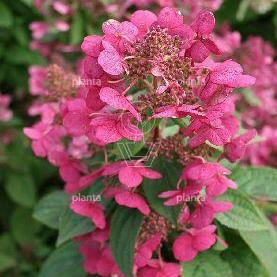 Hydrangea paniculata 'Magical Fire'