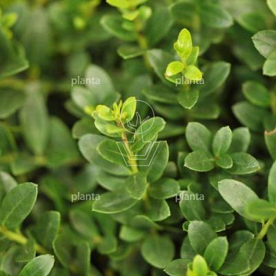 Ilex crenata 'Dark Green'