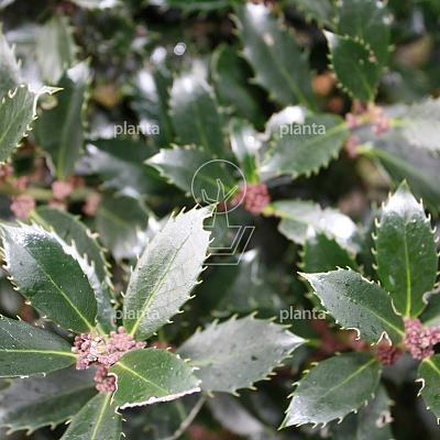 Ilex meserveae 'Heckenpracht'