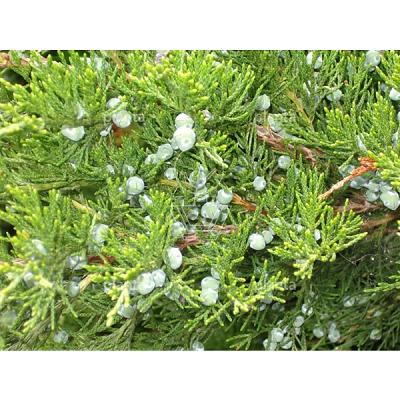 Juniperus media 'Mint Julep'