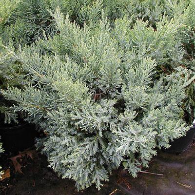 Juniperus media 'Pfitzeriana'