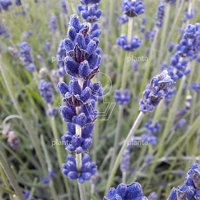 Lavandula angustifolia 'Hidcote'