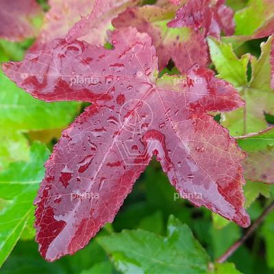 Liquidambar styraciflua 'Gum Ball'