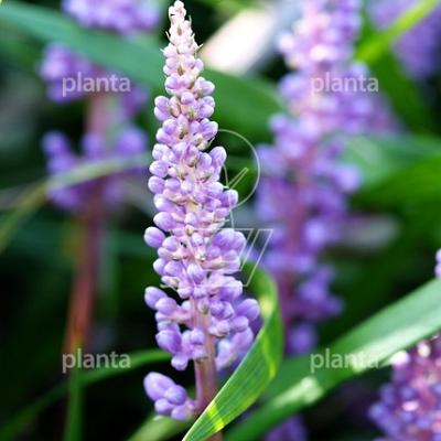 Liriope muscari 'Ingwersen'