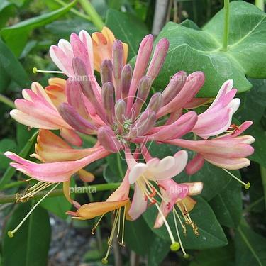 Lonicera japonica 'Red World'