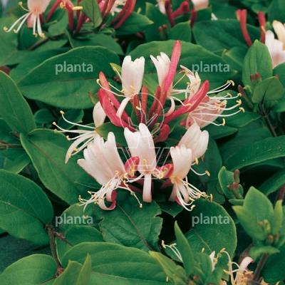 Lonicera japonica 'Red World'