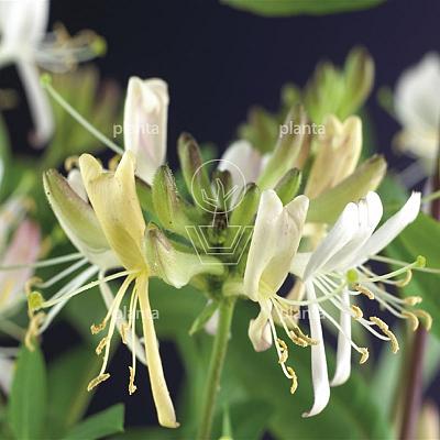 Lonicera periclymenum 'Belgica Select'
