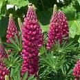Lupinus 'Gallery Red'