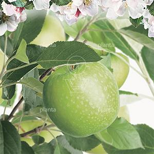 Malus domestica 'Granny Smith'