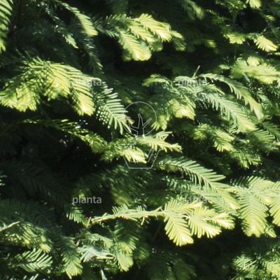 hoogstamboom, stamomtrek 18-20 cm, draadkluit